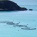 Universidad de O’Higgins lidera innovación global para reducir antibióticos en salmones