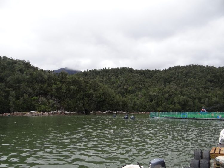 Cooke se pronuncia ante resolución de la SMA