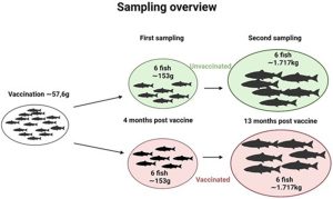 Inmunología del salmón: el papel inesperado de las células B en las branquias