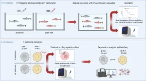 Eliminación del gen de la transferrina abre nuevas vías para controlar Piscirickettsia salmonis