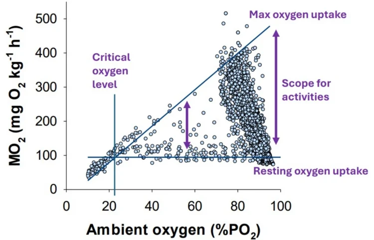 Dinámica de la tasa de consumo de oxígeno (MO2) en el salmón del Atlántico a diferentes niveles de oxígeno ambiental. Créditos: Estudio.