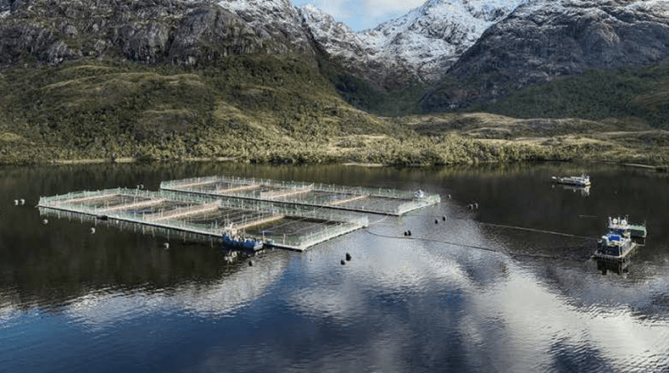 Agrosuper refuerza liderazgo global en salmón pese a aranceles de EEUU