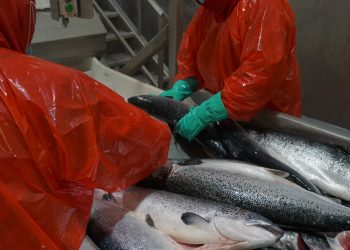 Indicadores productivos del salmón chileno: Producción de salar sube 2,6% y precio promedio alcanza US$9,52 por kilogramo