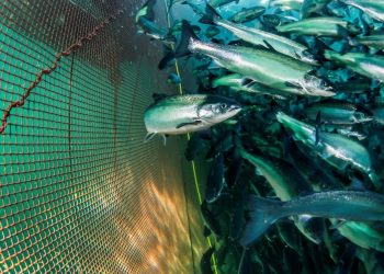 Salmón y trucha noruegos, libres de contaminantes