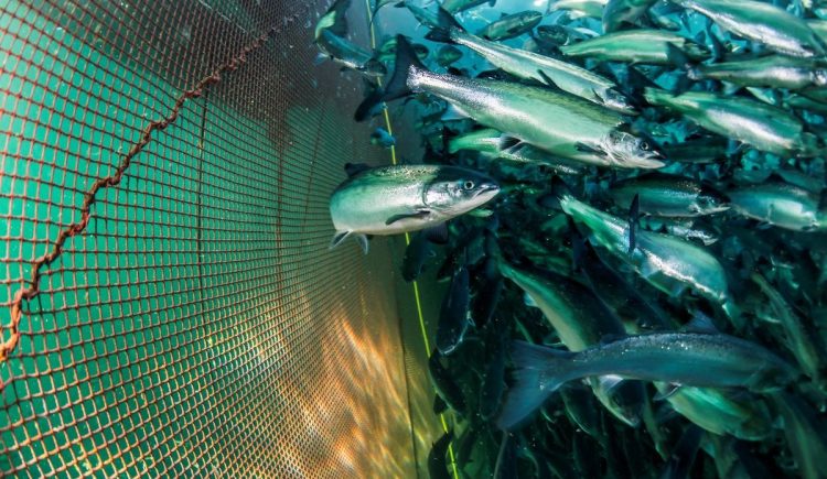 Salmón y trucha noruegos, libres de contaminantes