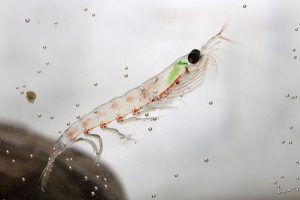 QRILL Aqua apoya la supervivencia y el crecimiento del salmón durante la fase de transferencia