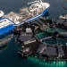 Marine Donut: Segundo ciclo de producción a gran escala con resultados sólidos