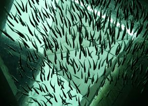 Nuevas pistas para enfrentar la enfermedad branquial en el salmón