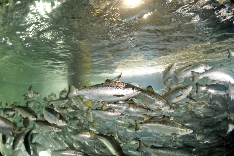 Huon Aquaculture encarga a Pure Salmon Technology nueva piscicultura RAS
