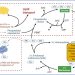 Principales vías y funciones de la colina. La colina se obtiene de la dieta en forma de fosfatidilcolina (PC) en los ingredientes principales y como cloruro de colina en los suplementos de micronutrientes. Créditos: Estudio.