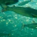 Mortalidad masiva golpea a Mowi en Terranova: 400.000 salmones perdidos