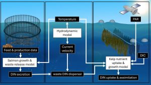 Modelos que integran el mar: nuevo enfoque optimiza el cultivo conjunto de salmón y algas marinas