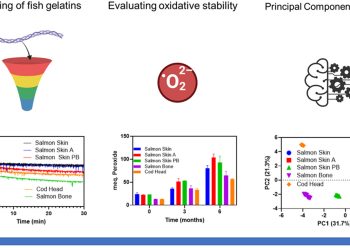 Los residuos del pescado se vuelven aliados: gelatina marina mejora la microencapsulación del aceite de salmón