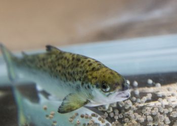 NOFIMA INVESTIGACIÓN