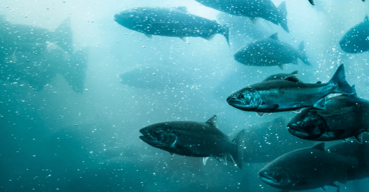 Úlcera de invierno se intensifica en salmoneras noruegas pese a mejoras en control sanitario