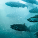 Úlcera de invierno se intensifica en salmoneras noruegas pese a mejoras en control sanitario