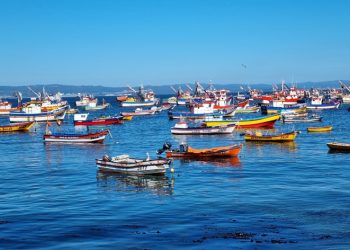 Falta de propuestas en sustentabilidad y pesca en programas presidenciales