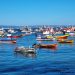 Falta de propuestas en sustentabilidad y pesca en programas presidenciales