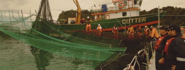 Escape de salmones Marine Farm