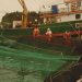 Escape de salmones Marine Farm