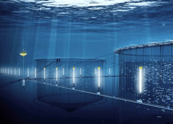 Blue Lice: La trampa luminosa que revoluciona la batalla contra el piojo de mar