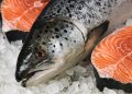 Indicadores productivos del salmón chileno: Producción de Salar sube 4,0% y precio promedio alcanza US$9,39 por kilogramo
