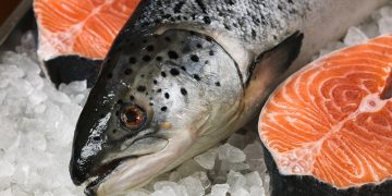 Indicadores productivos del salmón chileno: Producción de Salar sube 4,0% y precio promedio alcanza US$9,39 por kilogramo