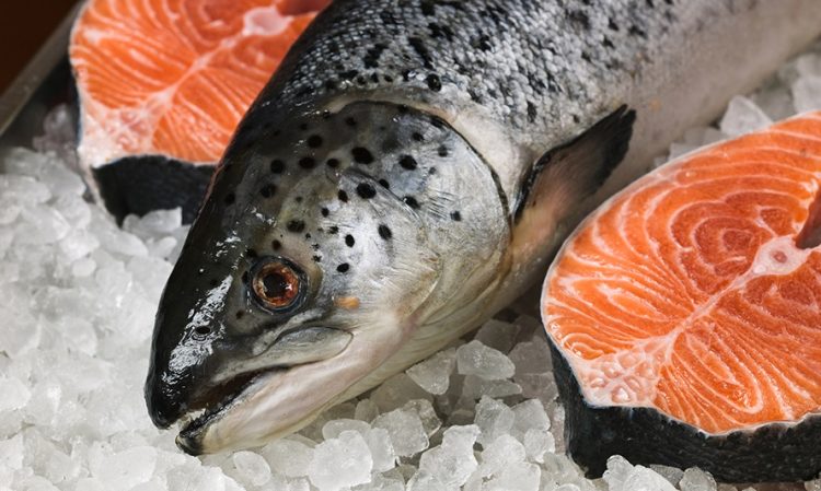 Indicadores productivos del salmón chileno: Producción de Salar sube 4,0% y precio promedio alcanza US$9,39 por kilogramo