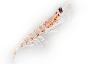 La harina de Krill apoya la cicatrización de heridas en salmón del Atlántico