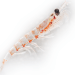 La harina de Krill apoya la cicatrización de heridas en salmón del Atlántico