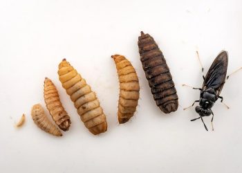 Proteína de insectos: la clave para una dieta de salmónidos que impulse la circularidad y carbono neutralidad de la industria