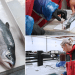 Noruega desarrolla el primer híbrido viable entre dos especies de salmón