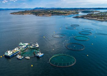 Salmón chileno sorprende por su alta calidad en estudio internacional que coronó a Noruega
