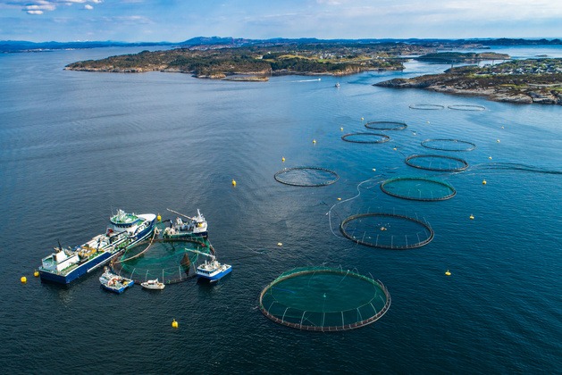 Salmón chileno sorprende por su alta calidad en estudio internacional que coronó a Noruega