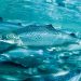 Luces UVB para el salmón