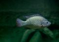 MSD Salud Animal presentará relevantes investigaciones sobre tilapia en LACQUA 2025
