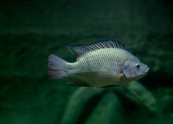 MSD Salud Animal presentará relevantes investigaciones sobre tilapia en LACQUA 2025