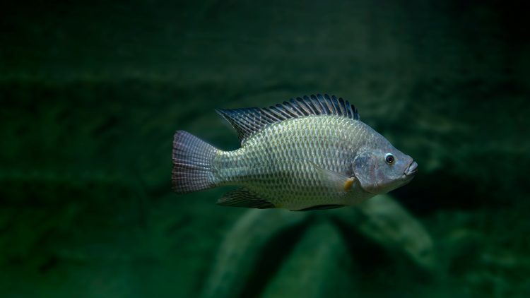 MSD Salud Animal presentará relevantes investigaciones sobre tilapia en LACQUA 2025