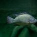 MSD Salud Animal presentará relevantes investigaciones sobre tilapia en LACQUA 2025