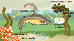 Probióticos potencian fertilidad del salmón del Atlántico y mejoran supervivencia de descendencia