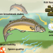 Probióticos potencian fertilidad del salmón del Atlántico y mejoran supervivencia de descendencia