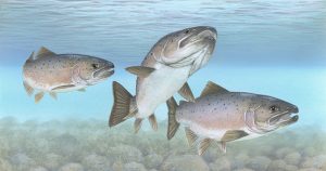 Psomi™: nueva proteína microbiana que impulsa la sostenibilidad en la alimentación del salmón del Atlántico