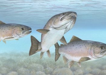 Psomi™: nueva proteína microbiana que impulsa la sostenibilidad en la alimentación del salmón del Atlántico