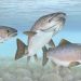 Psomi™: nueva proteína microbiana que impulsa la sostenibilidad en la alimentación del salmón del Atlántico