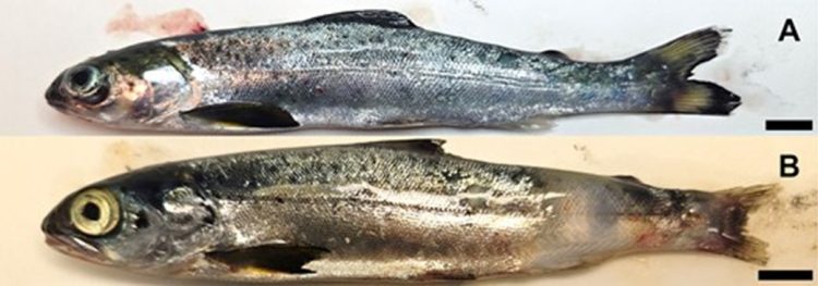 Ejemplos de mortalidad temprana del salmón del Atlántico. Peces en mal estado, con un factor de condición de 0,85 (A) y con lesiones cutáneas (B). El pez A murió al día siguiente de la infección y el pez B a los nueve días. La escala indica 1 cm. Créditos: Estudio.
