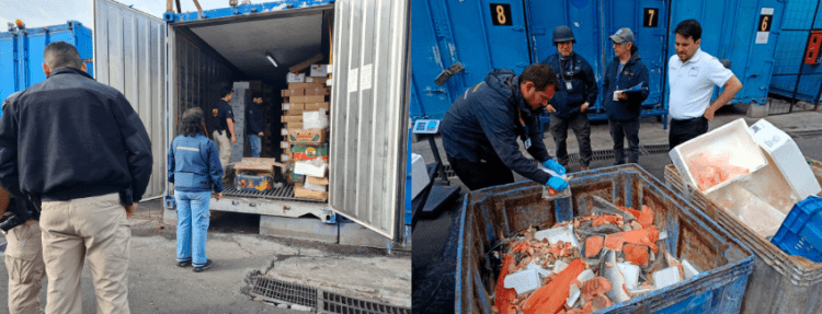 Fiscalía y robo de salmones: “No son delitos aislados, es criminalidad organizada”