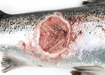 Revisan regulación salmonera tras mortalidad masiva y miran hacia el modelo chileno