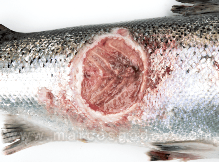Revisan regulación salmonera tras mortalidad masiva y miran hacia el modelo chileno
