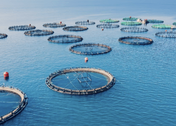 Rabobank lo confirma: 2026 será el año de los mejores márgenes en la acuicultura Mundial