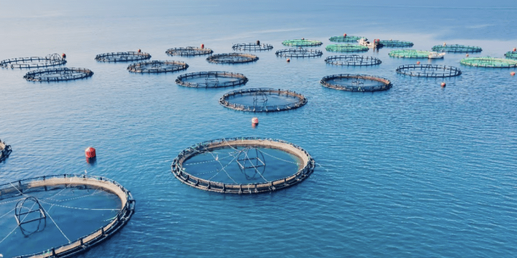 Rabobank lo confirma: 2026 será el año de los mejores márgenes en la acuicultura Mundial
